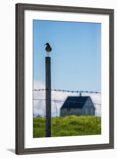 Redshank (Tringa Totanus), Flatey Island, Breidafjordur, Iceland-null-Framed Photographic Print