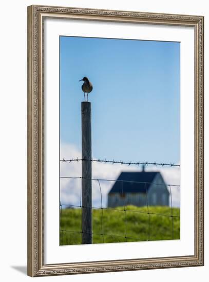 Redshank (Tringa Totanus), Flatey Island, Breidafjordur, Iceland-null-Framed Photographic Print