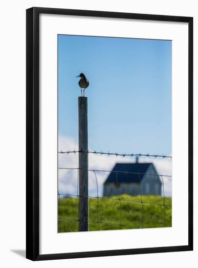 Redshank (Tringa Totanus), Flatey Island, Breidafjordur, Iceland-null-Framed Photographic Print