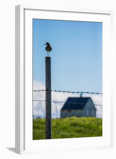 Redshank (Tringa Totanus), Flatey Island, Breidafjordur, Iceland-null-Framed Photographic Print