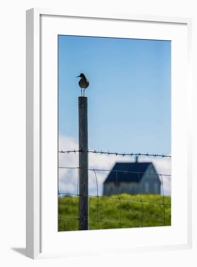 Redshank (Tringa Totanus), Flatey Island, Breidafjordur, Iceland-null-Framed Photographic Print