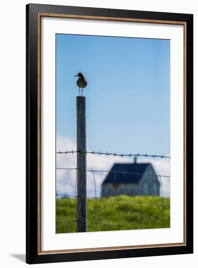 Redshank (Tringa Totanus), Flatey Island, Breidafjordur, Iceland-null-Framed Photographic Print