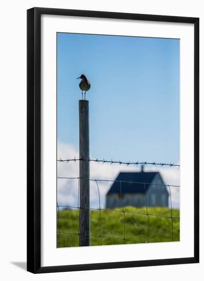 Redshank (Tringa Totanus), Flatey Island, Breidafjordur, Iceland-null-Framed Photographic Print