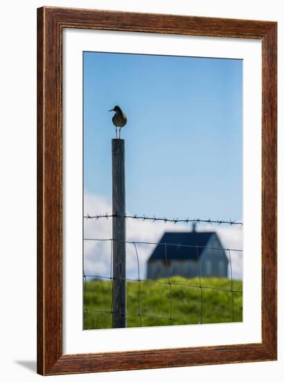 Redshank (Tringa Totanus), Flatey Island, Breidafjordur, Iceland-null-Framed Photographic Print