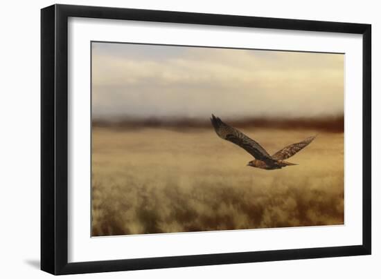 Redtail in the Field-Jai Johnson-Framed Giclee Print