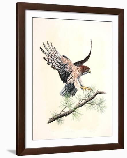 Redtail Landing-Chris Forrest-Framed Limited Edition