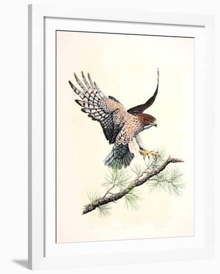 Redtail Landing-Chris Forrest-Framed Limited Edition