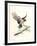 Redtail Landing-Chris Forrest-Framed Limited Edition