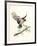 Redtail Landing-Chris Forrest-Framed Limited Edition