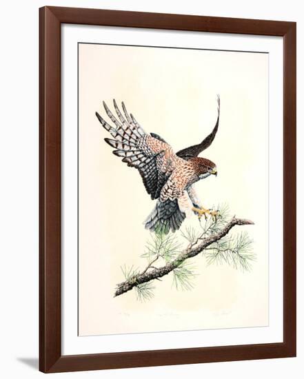 Redtail Landing-Chris Forrest-Framed Limited Edition