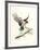 Redtail Landing-Chris Forrest-Framed Limited Edition