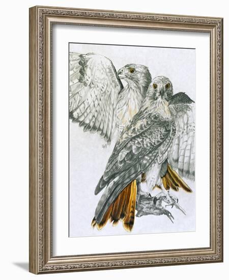 Redtailed Hawk-Barbara Keith-Framed Giclee Print