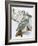 Redtailed Hawk-Barbara Keith-Framed Giclee Print