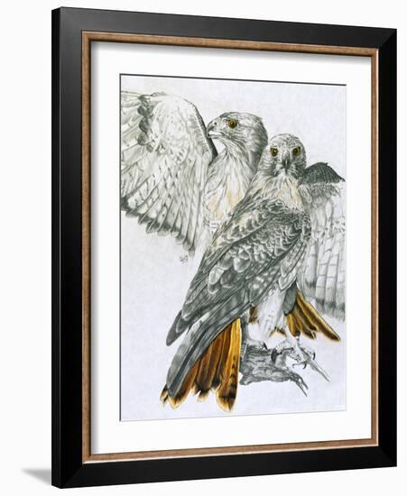 Redtailed Hawk-Barbara Keith-Framed Giclee Print