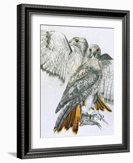 Redtailed Hawk-Barbara Keith-Framed Giclee Print