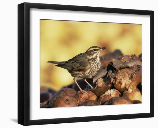 Redwing Feeding on Rotting Apples, UK-Andy Sands-Framed Photographic Print