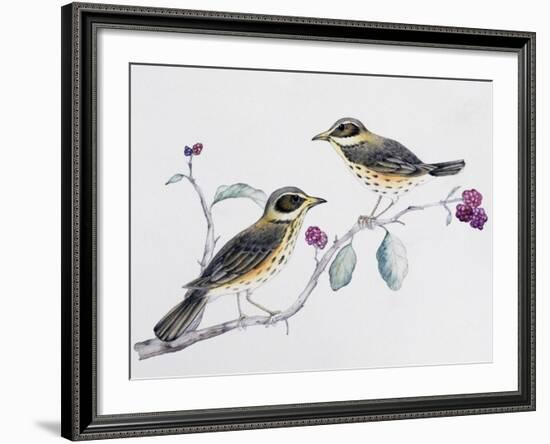 Redwing Pair (Turdus Iliacus), Turdidae-null-Framed Giclee Print