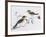 Redwing Pair (Turdus Iliacus), Turdidae-null-Framed Giclee Print