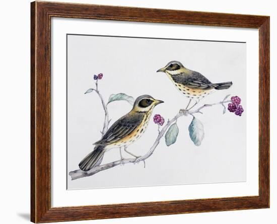 Redwing Pair (Turdus Iliacus), Turdidae-null-Framed Giclee Print