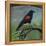 Redwing-Tim Nyberg-Framed Premier Image Canvas