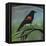 Redwing-Tim Nyberg-Framed Premier Image Canvas