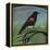 Redwing-Tim Nyberg-Framed Premier Image Canvas