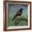 Redwing-Tim Nyberg-Framed Giclee Print