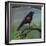 Redwing-Tim Nyberg-Framed Giclee Print