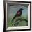 Redwing-Tim Nyberg-Framed Giclee Print