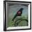 Redwing-Tim Nyberg-Framed Giclee Print