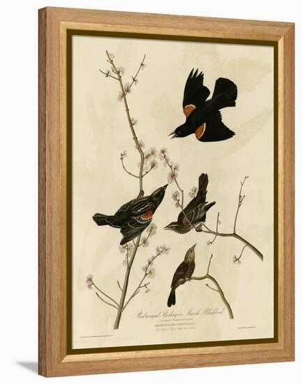 Redwinged Starling-null-Framed Premier Image Canvas