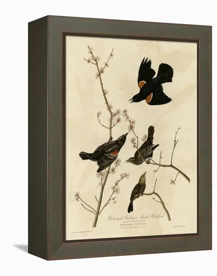 Redwinged Starling-null-Framed Premier Image Canvas
