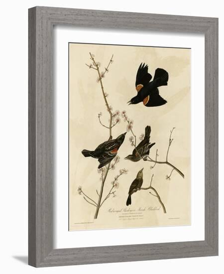 Redwinged Starling-null-Framed Giclee Print