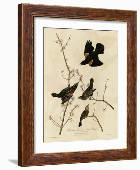 Redwinged Starling-null-Framed Giclee Print