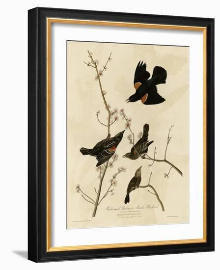 Redwinged Starling-null-Framed Giclee Print