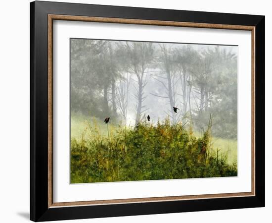 Redwings in the Mist-Miguel Dominguez-Framed Giclee Print