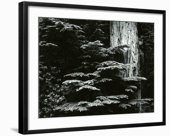 Redwood, California, 1964-Brett Weston-Framed Premium Photographic Print