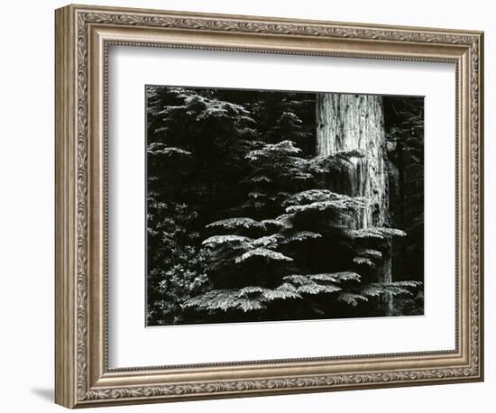 Redwood, California, 1964-Brett Weston-Framed Photographic Print