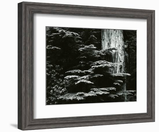 Redwood, California, 1964-Brett Weston-Framed Photographic Print