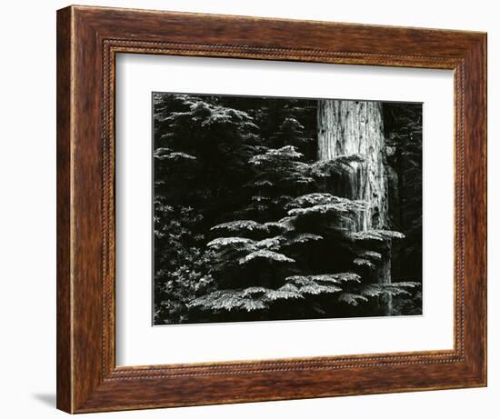 Redwood, California, 1964-Brett Weston-Framed Photographic Print