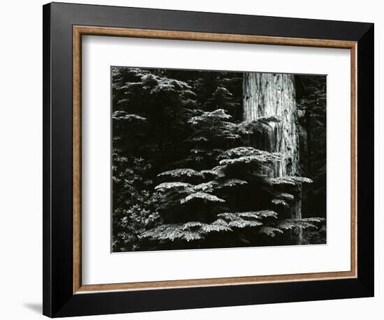 Redwood, California, 1964-Brett Weston-Framed Photographic Print