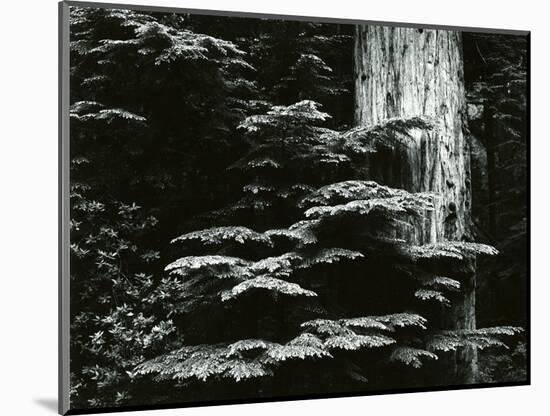 Redwood, California, 1964-Brett Weston-Mounted Photographic Print