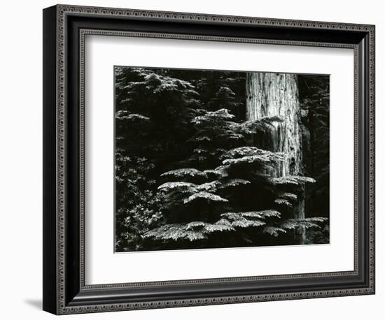 Redwood, California, 1964-Brett Weston-Framed Photographic Print