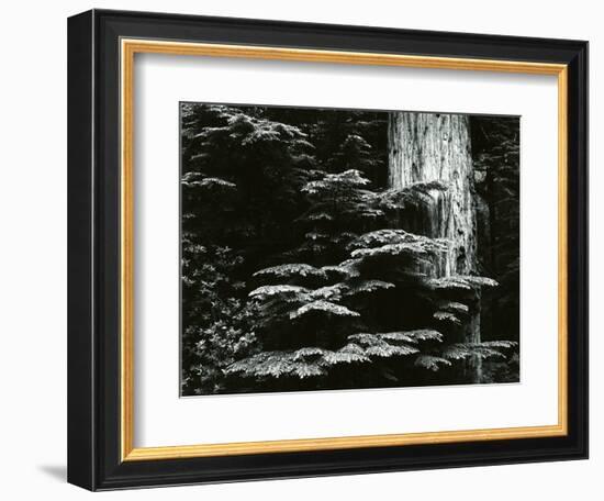 Redwood, California, 1964-Brett Weston-Framed Photographic Print