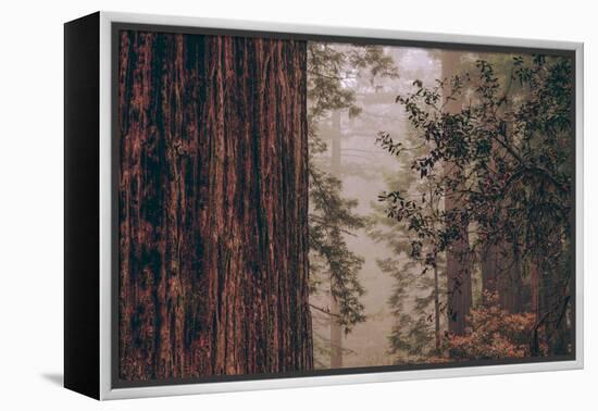 Redwood Forest Detail, California Coast-null-Framed Premier Image Canvas