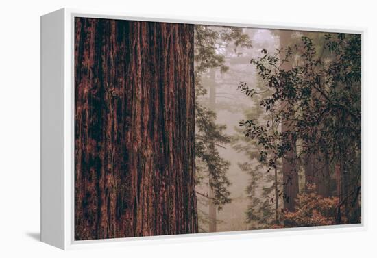 Redwood Forest Detail, California Coast-null-Framed Premier Image Canvas