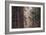 Redwood Forest Detail, California Coast-null-Framed Photographic Print