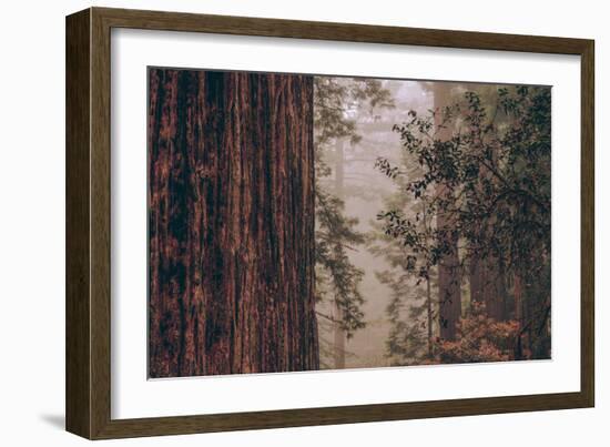 Redwood Forest Detail, California Coast-null-Framed Photographic Print