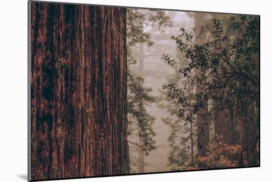 Redwood Forest Detail, California Coast-null-Mounted Photographic Print