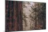 Redwood Forest Detail, California Coast-null-Mounted Photographic Print